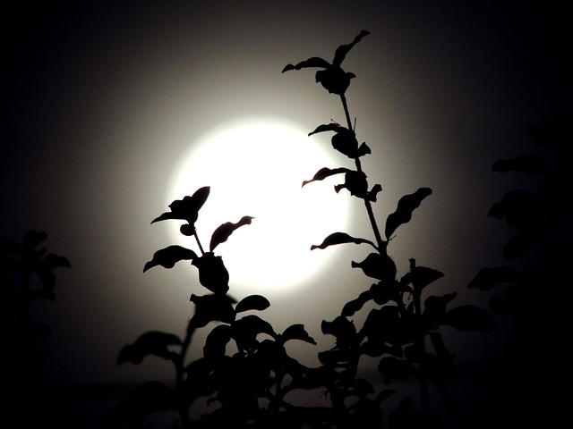 10/25は満月。相場変動に注意だけど、空を見よう。秋の月は美しい。その理由は？