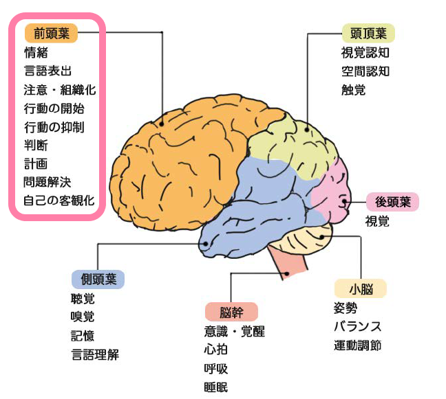 脳の部位と各部位の主な「機能」