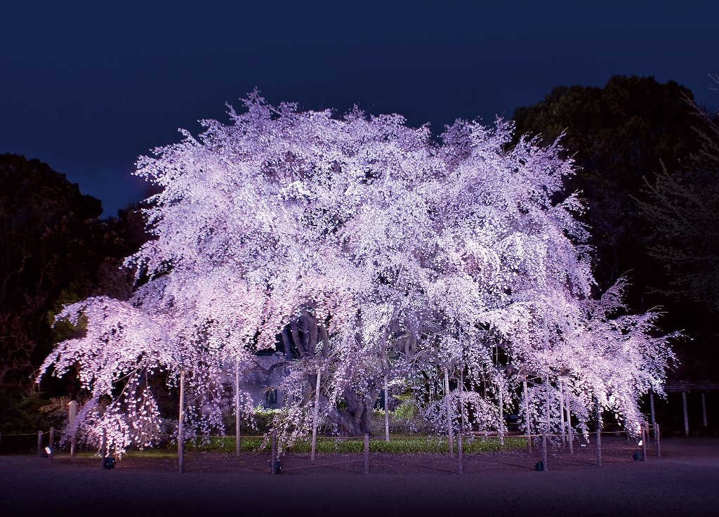しだれ桜と大名庭園のライトアップ