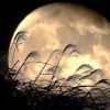 今夜9月29日は 満月の「中秋の名月」。 次に満月と重なるのは2030年。満月✕スパ✕サウナで心身浄化＆露天風呂で月を堪能しよう